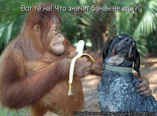 Вот те на! Что значит банан не еда?!... Котоматрица: Вот те на! Что значит банан не еда?!