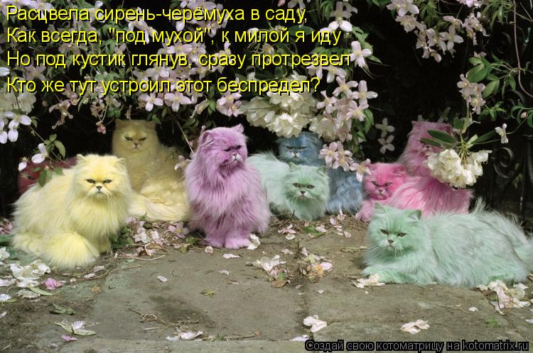 Котоматрица: Расцвела сирень-черёмуха в саду,    Как всегда, "под мухой", к милой я иду  Но под кустик глянув, сразу протрезвел  Кто же тут устроил этот беспр