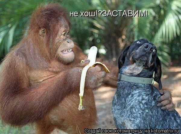 не хош!?ЗАСТАВИМ!... Котоматрица: не хош!?ЗАСТАВИМ!