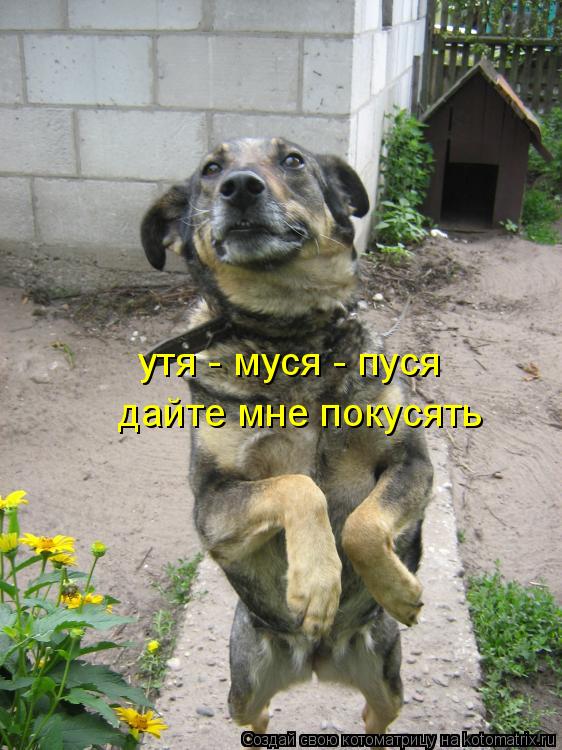 дайте мне покусять утя - муся - пуся... Котоматрица: дайте мне покусять утя - муся - пуся