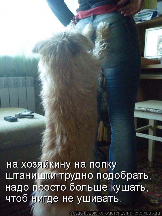 на хозяйкину на попку штанишки трудно подобрать, надо просто больше кушать, чтоб нигде не ушивать.... Котоматрица: на хозяйкину на попку штанишки трудно подобрать, надо просто больше кушать, чтоб нигде не ушивать.