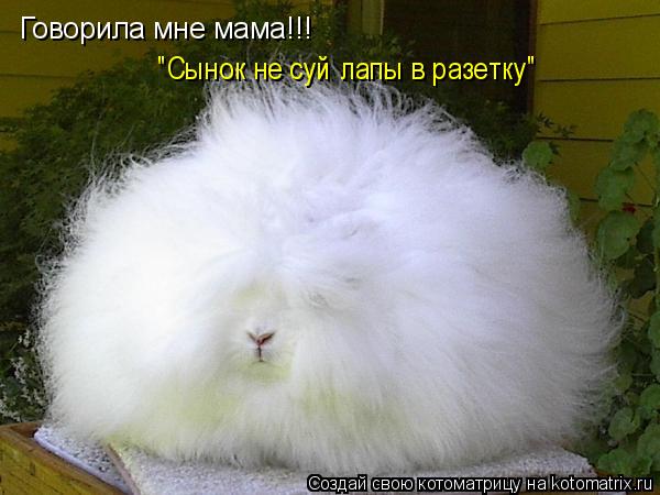 Говорила мне мама!!! "Сынок не суй лапы в разетку"... Котоматрица: Говорила мне мама!!! "Сынок не суй лапы в разетку"