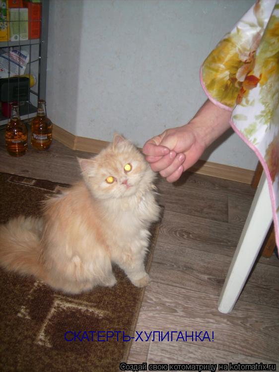 СКАТЕРТЬ-ХУЛИГАНКА!... Котоматрица: СКАТЕРТЬ-ХУЛИГАНКА!