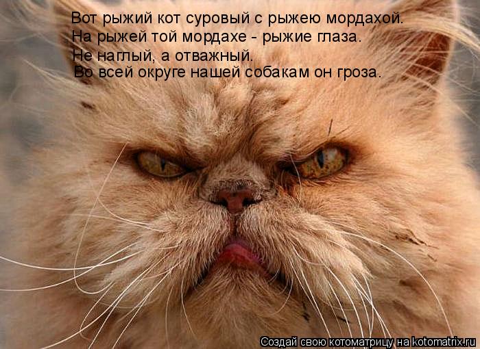 Вот рыжий кот суровый с рыжею мордахой. На рыжей той мордахе - рыжие глаза. Не наглый, а отважный. Во... Котоматрица: Вот рыжий кот суровый с рыжею мордахой. На рыжей той мордахе - рыжие глаза. Не наглый, а отважный. Во всей округе нашей собакам он гроза.
