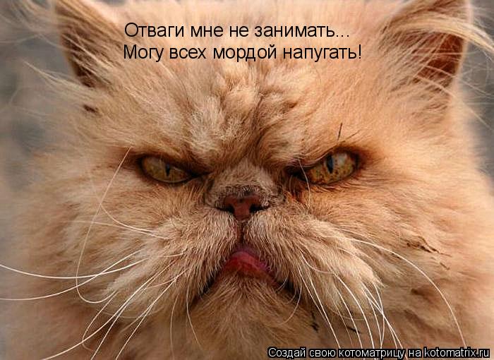 Отваги мне не занимать... Могу всех мордой напугать!... Котоматрица: Отваги мне не занимать... Могу всех мордой напугать!