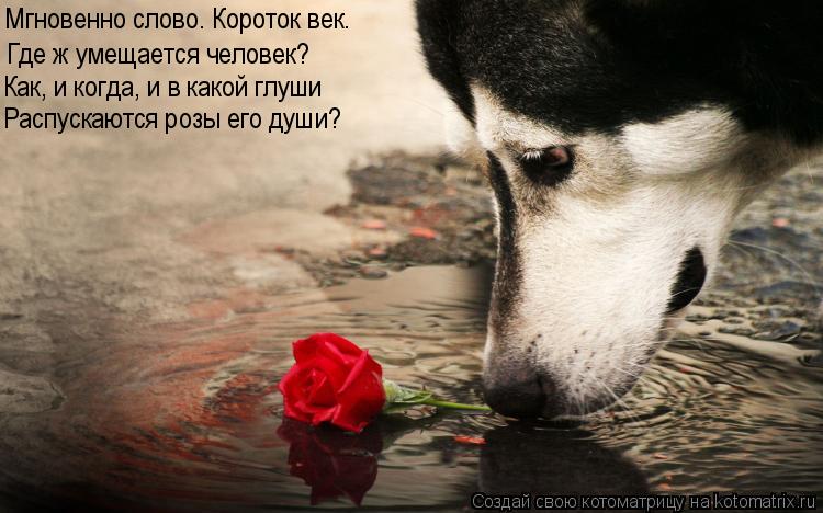 Мгновенно слово. Короток век. Где ж умещается человек? Как, и когда, и в какой глуши Распускаются роз... Котоматрица: Мгновенно слово. Короток век. Где ж умещается человек? Как, и когда, и в какой глуши Распускаются розы его души?