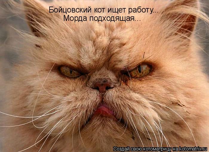 Бойцовский кот ищет работу... Морда подходящая...... Котоматрица: Бойцовский кот ищет работу... Морда подходящая...