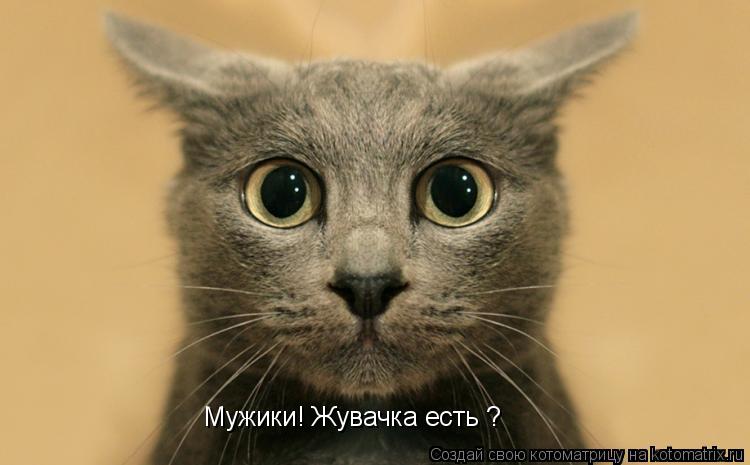 Мужики! Жувачка есть ?... Котоматрица: Мужики! Жувачка есть ?