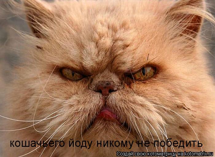 кошачьего йоду никому не победить... Котоматрица: кошачьего йоду никому не победить