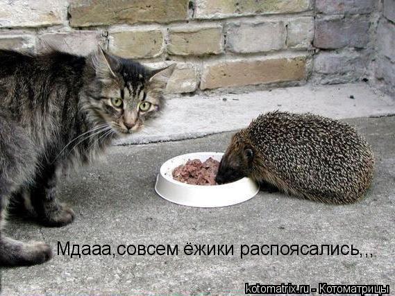 Мдааа,совсем ёжики распоясались,,,... Котоматрица: Мдааа,совсем ёжики распоясались,,,