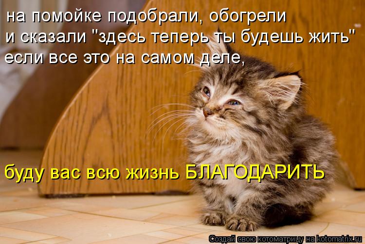 на помойке подобрали, обогрели и сказали "здесь теперь ты будешь жить" если все это на самом деле, бу... Котоматрица: на помойке подобрали, обогрели и сказали "здесь теперь ты будешь жить" если все это на самом деле, буду вас всю жизнь БЛАГОДАРИТЬ
