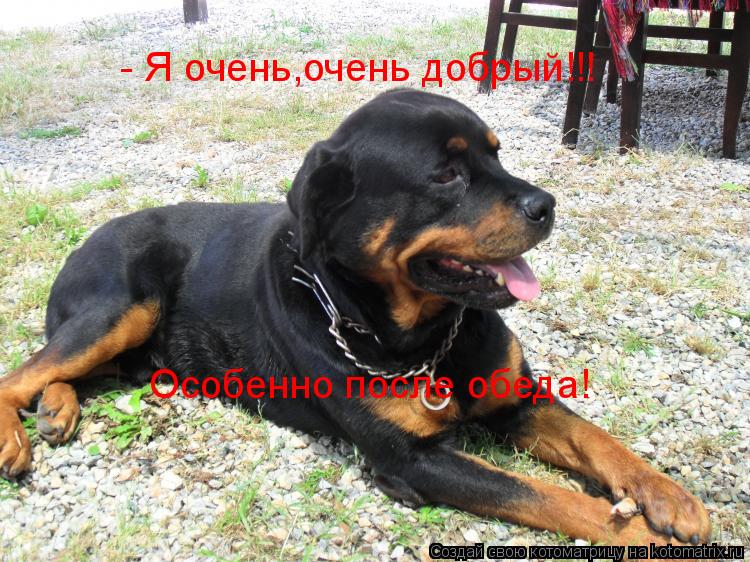- Я очень,очень добрый!!! Особенно после обеда!... Котоматрица: - Я очень,очень добрый!!! Особенно после обеда!