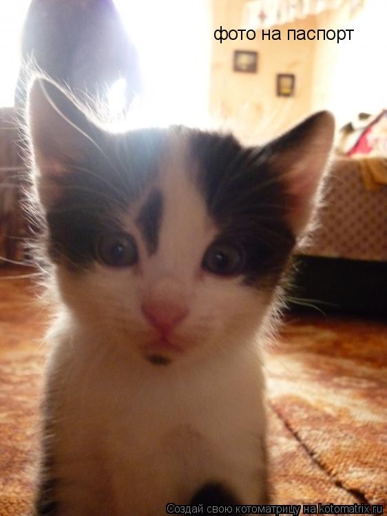 фото на паспорт... Котоматрица: фото на паспорт