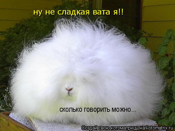 ну не сладкая вата я!! ну не сладкая вата я!! сколько говорить можно...... Котоматрица: ну не сладкая вата я!! ну не сладкая вата я!! сколько говорить можно...