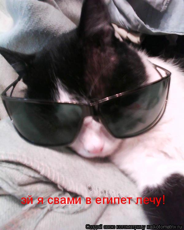 эй я свами в египет лечу!... Котоматрица: эй я свами в египет лечу!