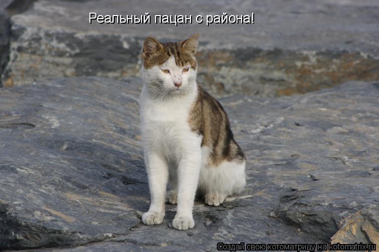 Реальный пацан с района!... Котоматрица: Реальный пацан с района!