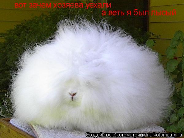 вот зачем хозяева уехали а веть я был лысый... Котоматрица: вот зачем хозяева уехали а веть я был лысый