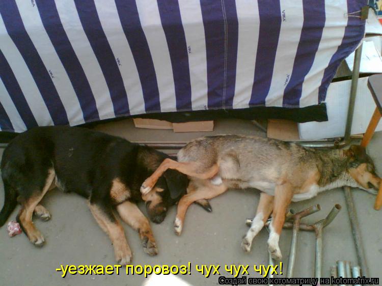 -уезжает поровоз! чух чух чух!... Котоматрица: -уезжает поровоз! чух чух чух!