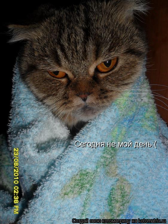 Сегодня не мой день:(... Котоматрица: Сегодня не мой день:(