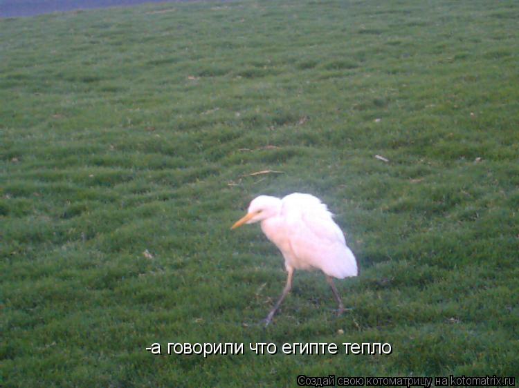 -а говорили что египте тепло... Котоматрица: -а говорили что египте тепло