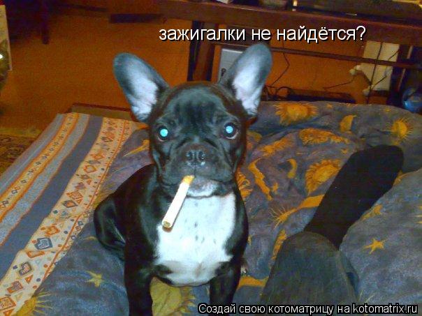 зажигалки не найдётся?... Котоматрица: зажигалки не найдётся?
