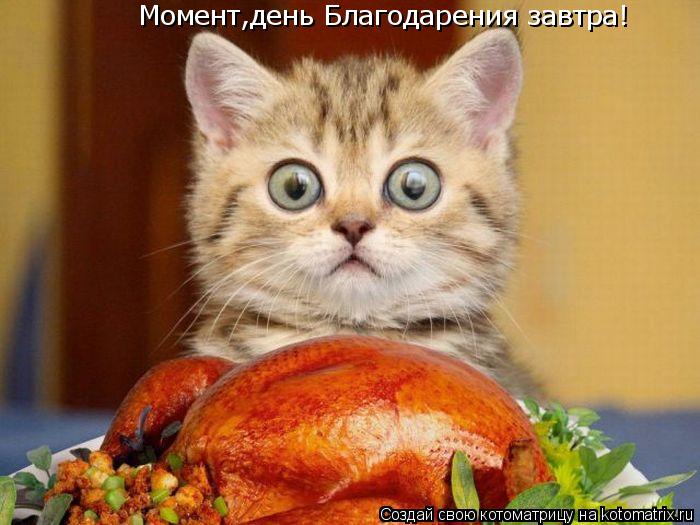 Момент,день Благодарения завтра!... Котоматрица: Момент,день Благодарения завтра!