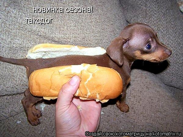 новинка сезона! таксдог... Котоматрица: новинка сезона! таксдог