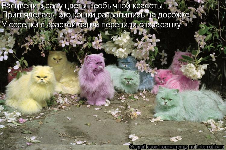 Расцвели в саду цветы необычной красоты. Пригляделась, это кошки развалились на дорожке. У соседки с ... Котоматрица: Расцвели в саду цветы необычной красоты. Пригляделась, это кошки развалились на дорожке. У соседки с краской банки перелили спозаранку.