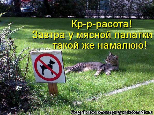 Котоматрица: Кр-р-расота! Завтра у мясной палатки такой же намалюю!