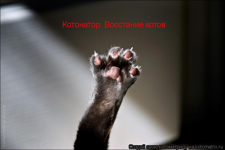 Котонатор: Восстание котов... Котоматрица: Котонатор: Восстание котов