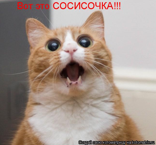 Вот это СОСИСОЧКА!!!... Котоматрица: Вот это СОСИСОЧКА!!!