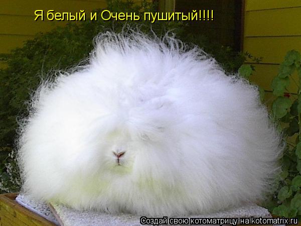 Я белый и Очень пушитый!!!!... Котоматрица: Я белый и Очень пушитый!!!!