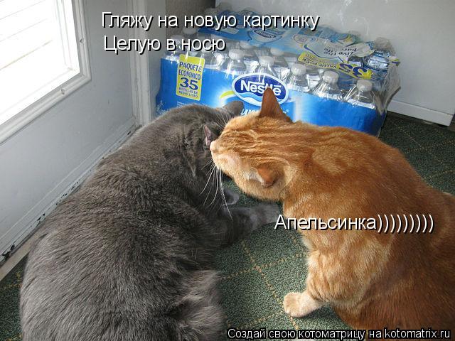 Гляжу на новую картинку Целую в носю Апельсинка)))))))))... Котоматрица: Гляжу на новую картинку Целую в носю Апельсинка)))))))))