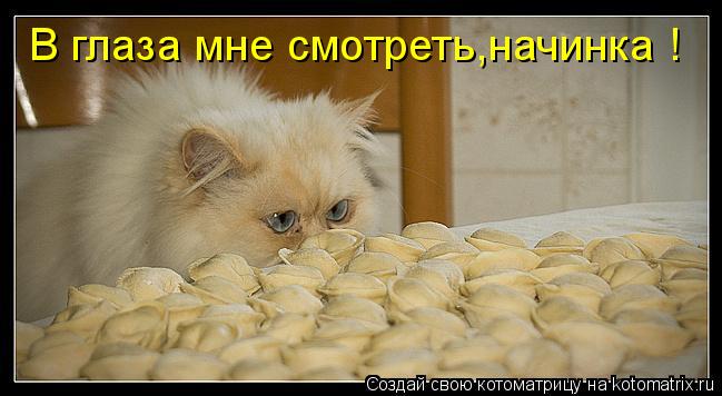 В глаза мне смотреть,начинка !... Котоматрица: В глаза мне смотреть,начинка !