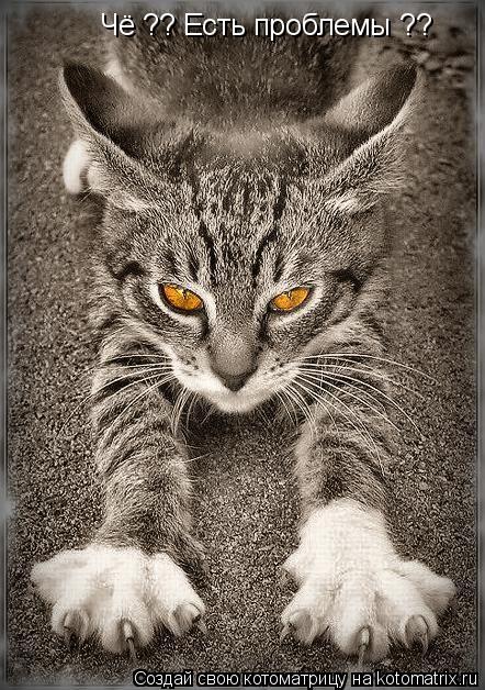 Чё ?? Есть проблемы ?? Поговорите с моими когтями !!... Котоматрица: Чё ?? Есть проблемы ?? Поговорите с моими когтями !!