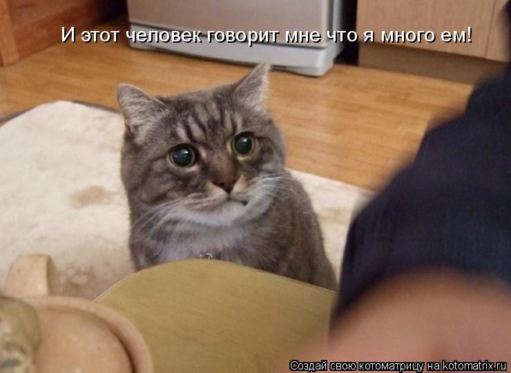 И этот человек говорит мне что я много ем!... Котоматрица: И этот человек говорит мне что я много ем!