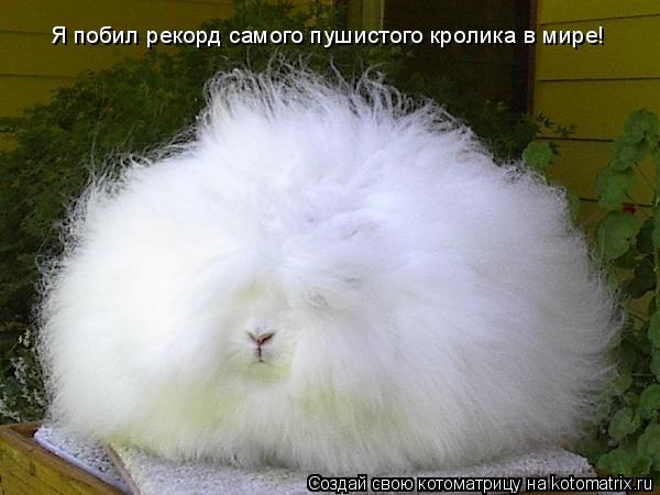 Я побил рекорд самого пушистого кролика в мире!... Котоматрица: Я побил рекорд самого пушистого кролика в мире!