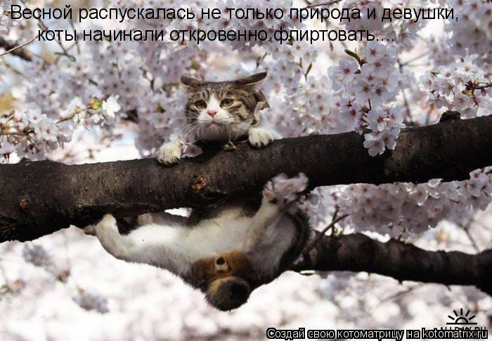 Весной распускалась не только природа и девушки, коты начинали откровенно флиртовать....... Котоматрица: Весной распускалась не только природа и девушки, коты начинали откровенно флиртовать....