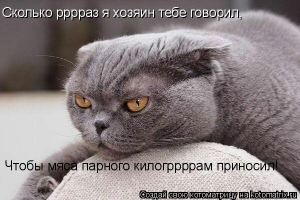 Котоматрица: Сколько рррраз я хозяин тебе говорил, Чтобы мяса парного килогррррам приносил!