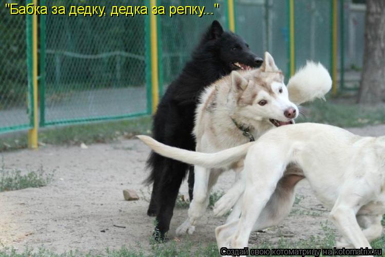 "Бабка за дедку, дедка за репку..."... Котоматрица: "Бабка за дедку, дедка за репку..."