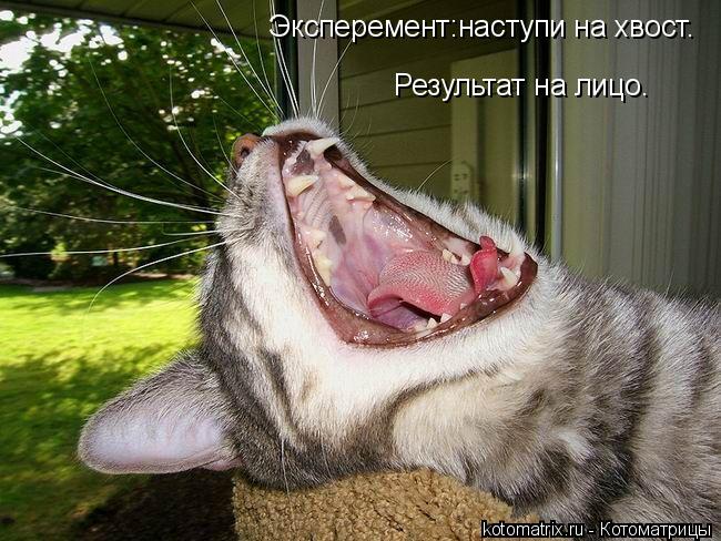 Эксперемент:наступи на хвост. Результат на лицо.... Котоматрица: Эксперемент:наступи на хвост. Результат на лицо.