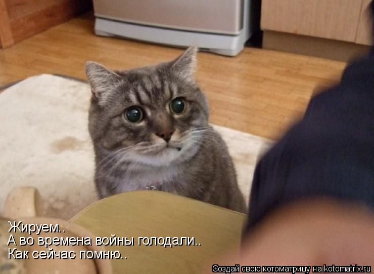 Жируем.. А во времена войны голодали.. Как сейчас помню..... Котоматрица: Жируем.. А во времена войны голодали.. Как сейчас помню..