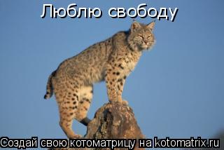 Люблю свободу... Котоматрица: Люблю свободу