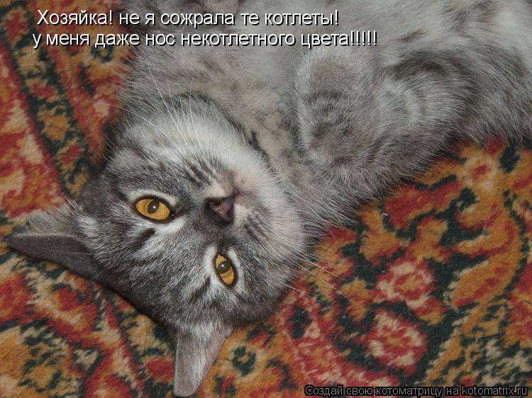 Хозяйка! не я сожрала те котлеты! у меня даже нос некотлетного цвета!!!!!... Котоматрица: Хозяйка! не я сожрала те котлеты! у меня даже нос некотлетного цвета!!!!!