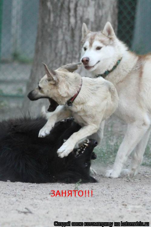 ЗАНЯТО!!!... Котоматрица: ЗАНЯТО!!!
