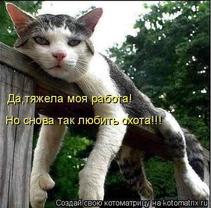 Котоматрица: Да,тяжела моя работа! Но снова так любить охота!!!