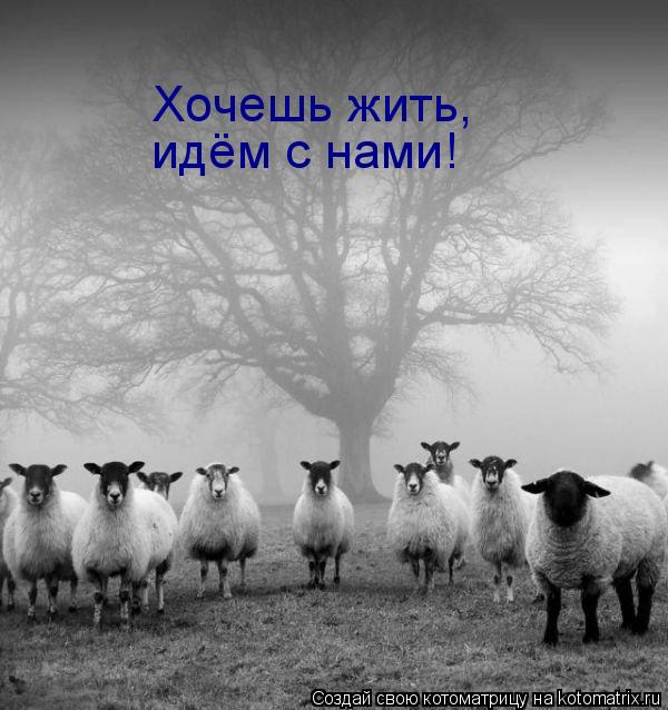 Хочешь жить, идём с нами!... Котоматрица: Хочешь жить, идём с нами!