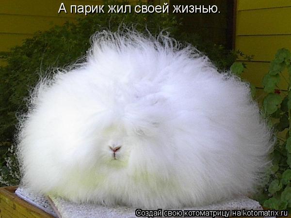 А парик жил своей жизнью.... Котоматрица: А парик жил своей жизнью.