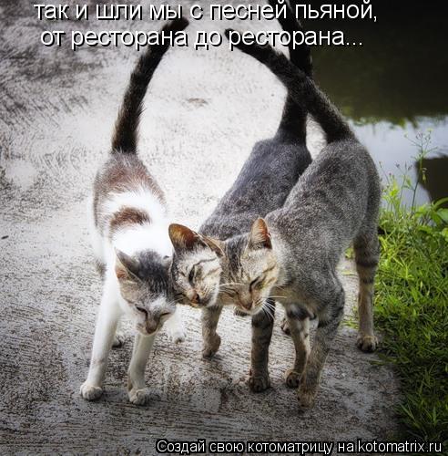 так и шли мы с песней пьяной, от ресторана до ресторана...... Котоматрица: так и шли мы с песней пьяной, от ресторана до ресторана...