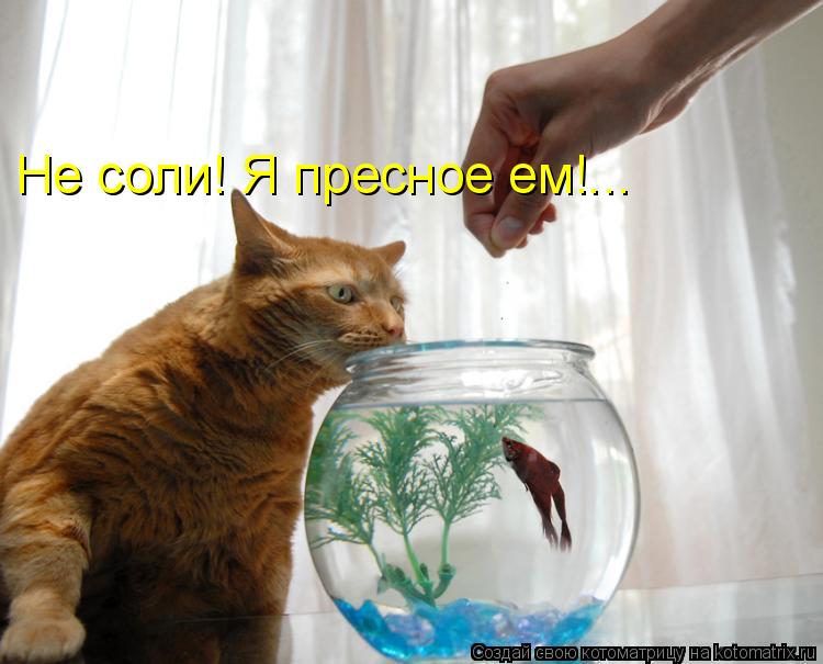 Котоматрица: Не соли! Я пресное ем!...